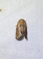 Heterogenea shurtleffi