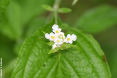 Lantana canescens