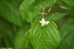 Lantana canescens
