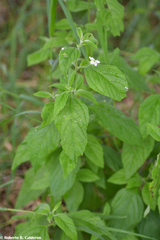 Lantana canescens