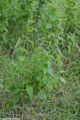 Lantana canescens