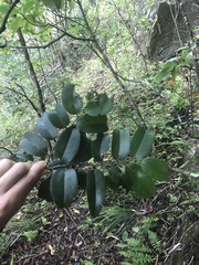 Diospyros sandwicensis