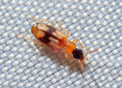 Demetrias imperialis