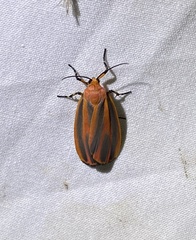 Hypoprepia miniata