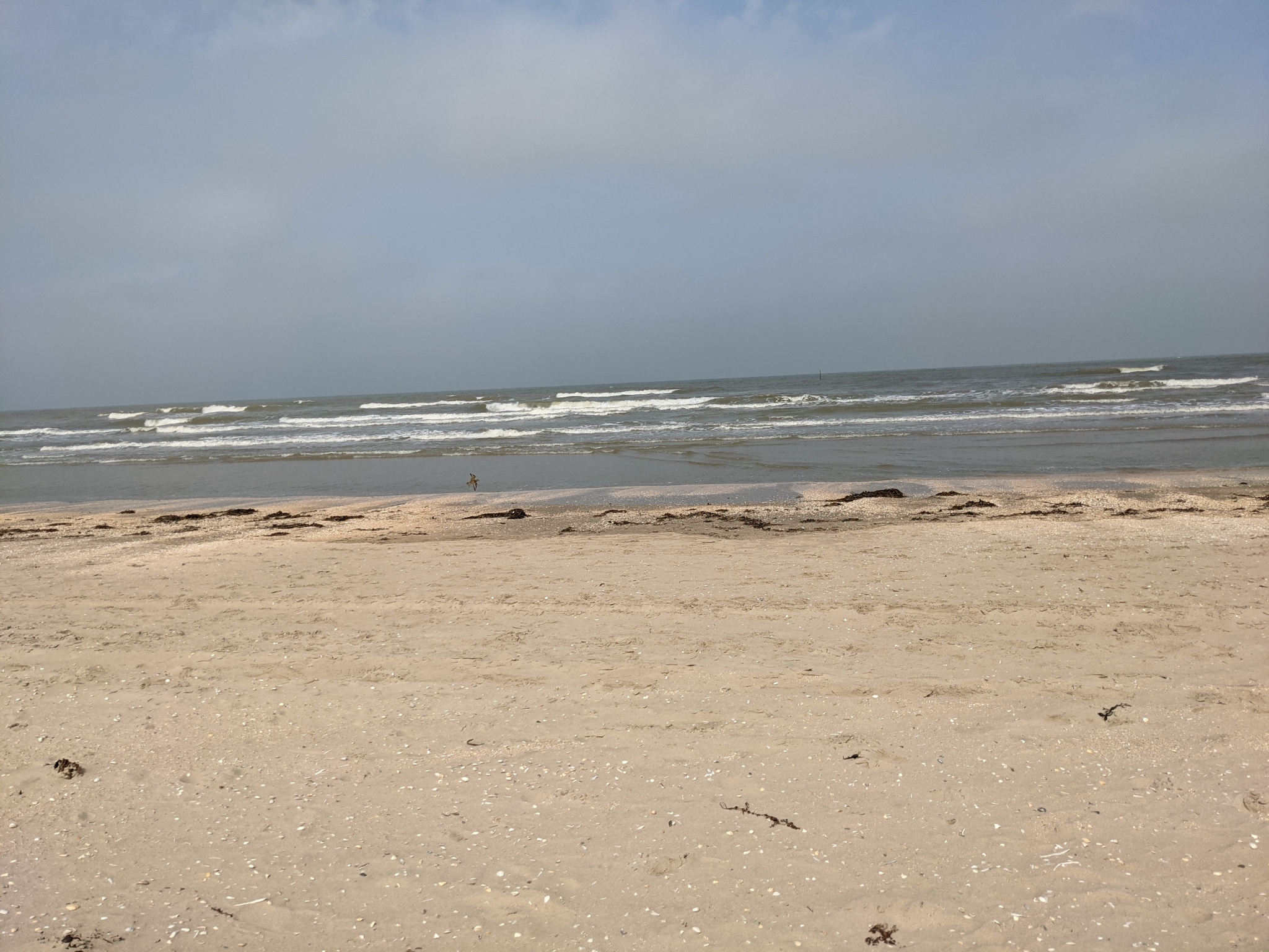 European Golden Plover