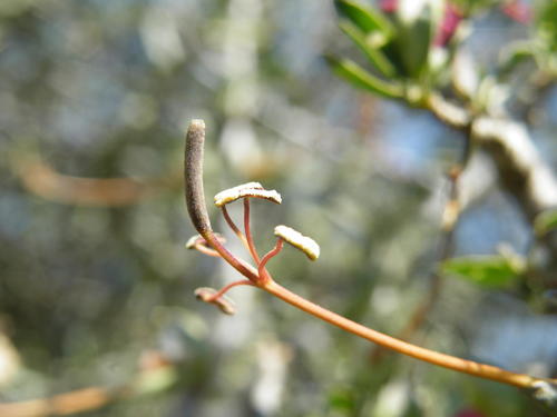 Grey-leaved wormbush (Cadaba termitaria)