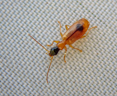 Demetrias monostigma