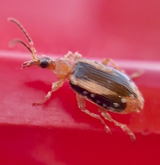 Lebia solea