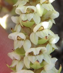 Satyrium bicallosum