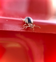 Lebia solea