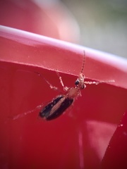 Lebia solea
