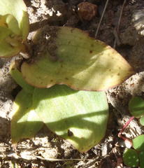 Satyrium bicallosum