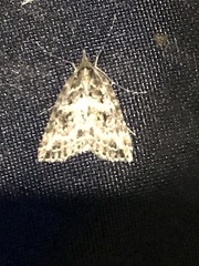 Scotorythra apicalis