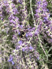 Bombus impatiens