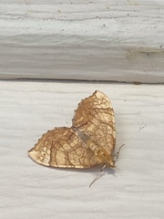 Eulithis luteolata