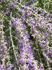 Bombus impatiens
