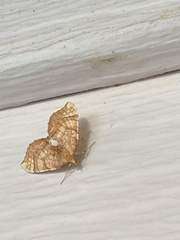 Eulithis luteolata