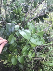 Antidesma platyphyllum