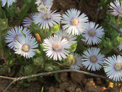 Drosanthemum hispifolium