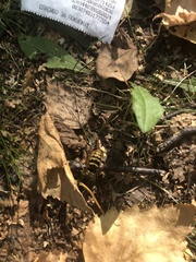 Dolichovespula media