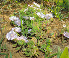 Drosanthemum hispifolium