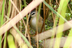 Hapalocrex flaviventer