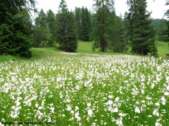Eriophorum latifolium