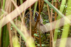 Hapalocrex flaviventer