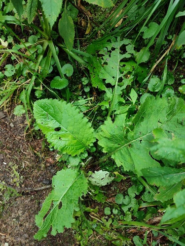 Image of Cirsium waldsteinii by (c) Igor Balashov, some rights reserved (CC BY)
