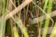 Hapalocrex flaviventer