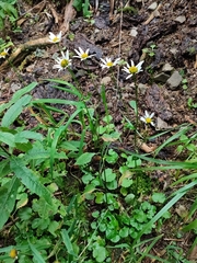 Leucanthemum rotundifolium