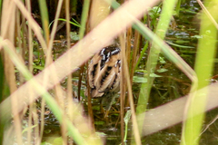 Hapalocrex flaviventer