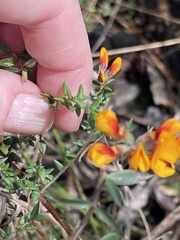 Pultenaea gunnii