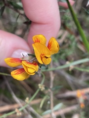 Pultenaea gunnii