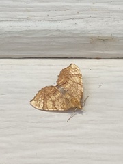 Eulithis luteolata
