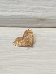 Eulithis luteolata
