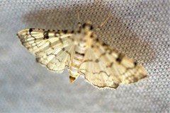 Hileithia differentialis