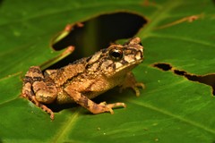 Ingerophrynus divergens