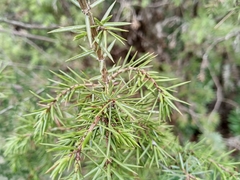 Juniperus communis communis
