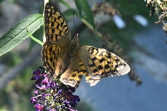 Argynnis vorax