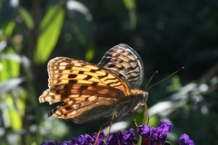 Argynnis vorax