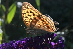 Argynnis vorax