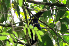 Selenidera spectabilis