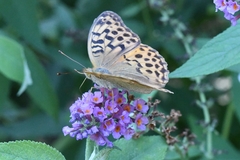 Argynnis vorax