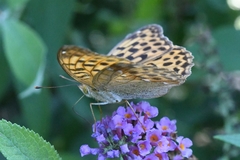 Argynnis vorax