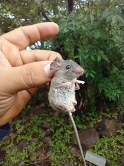 Peromyscus merriami