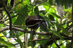 Selenidera spectabilis