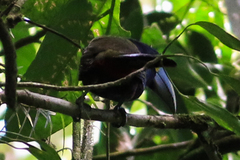 Selenidera spectabilis