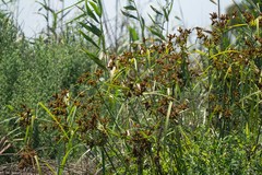 Cyperus alopecuroides