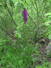 Dactylorhiza euxina
